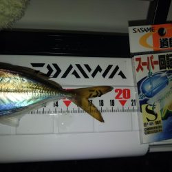 フロートゲーム~