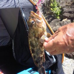 色々釣れました