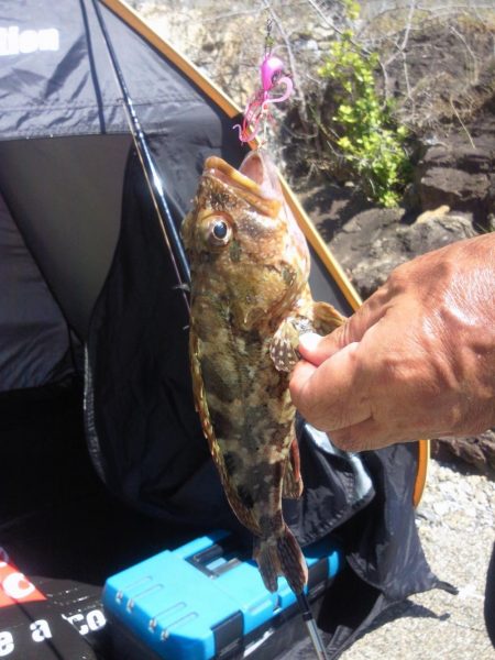 色々釣れました