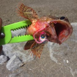 あまり釣れませんでした