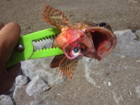 あまり釣れませんでした