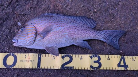 昼は暑い→夜釣り