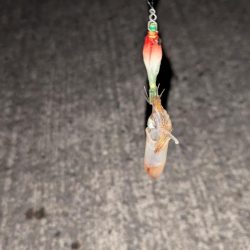 スッテでケンサキイカ