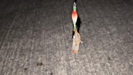 スッテでケンサキイカ