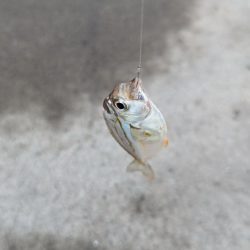 台風直前キス釣り