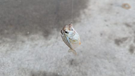 台風直前キス釣り
