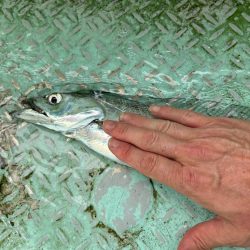 今年初の船タチウオで自己最高！