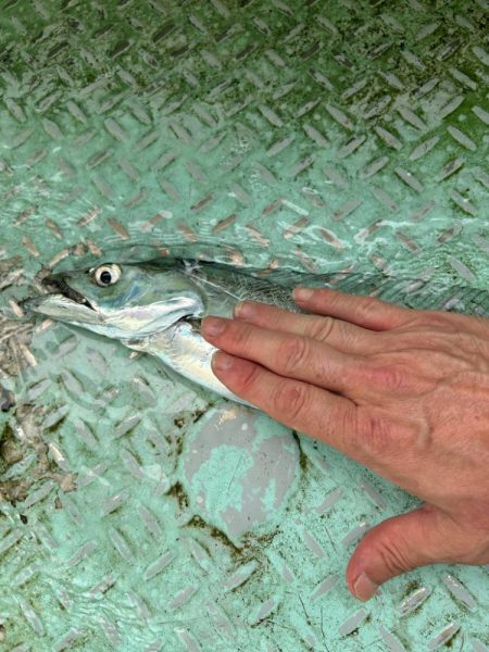 今年初の船タチウオで自己最高！