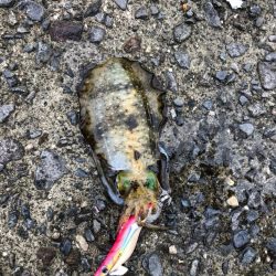 台風一過のエギング