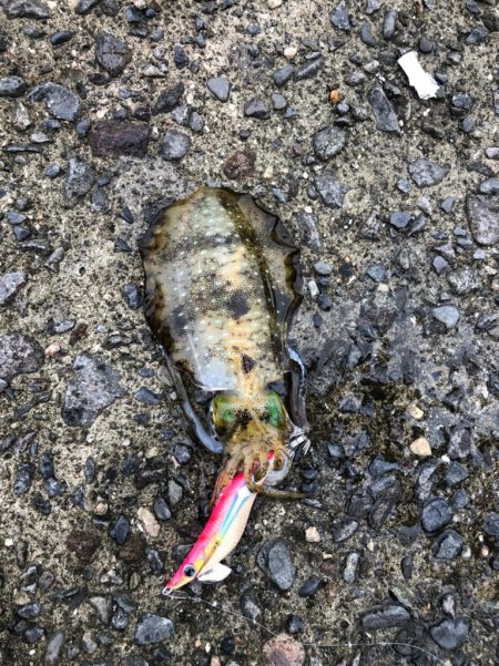 台風一過のエギング