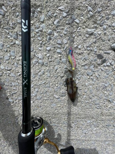 まだ早いですね〜‼þ…