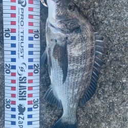 チヌはまだいます。