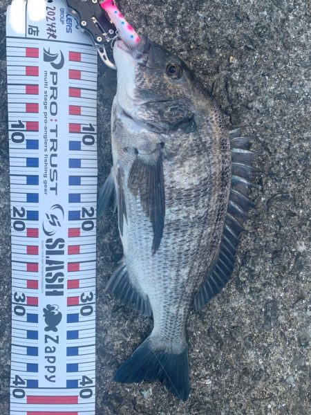 チヌはまだいます。