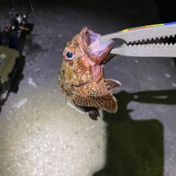 月がキレイやった