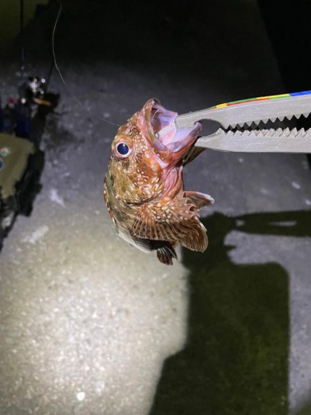 月がキレイやった