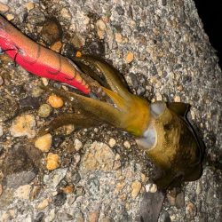 アオリ調査のため久しぶりの釣りへ