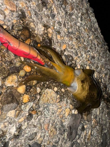 アオリ調査のため久しぶりの釣りへ