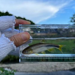 カワムツと遊ぶ