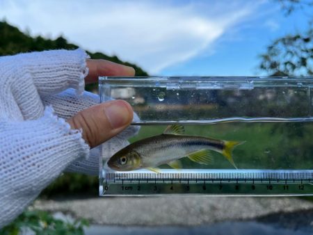 カワムツと遊ぶ