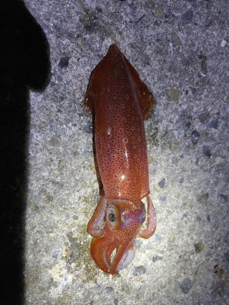 数釣りはできませんが