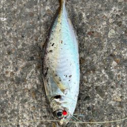 ジグサビキ　21