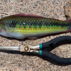 初魚種‼️、、、