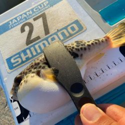 夏バテのシロギスタ