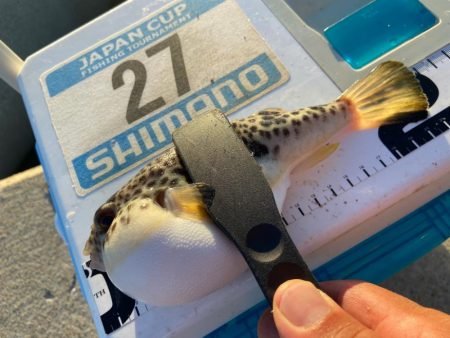 夏バテのシロギスタ