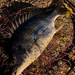 ヘチってきました