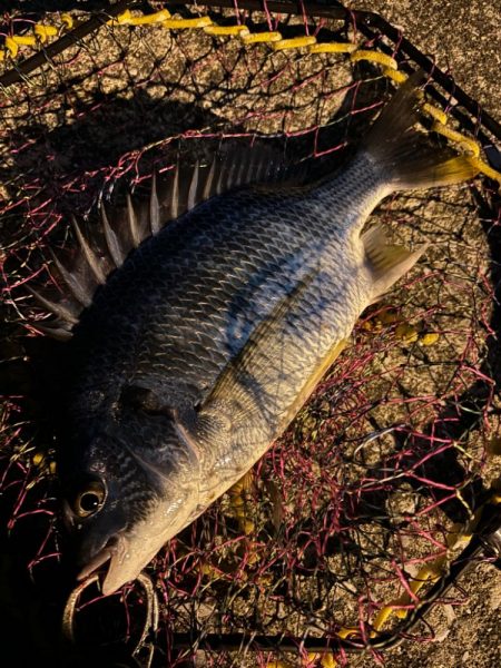 ヘチってきました