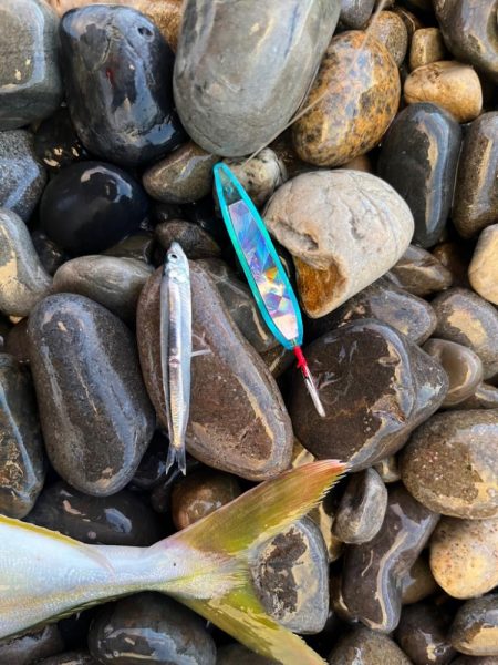 マイクロベイトには弓角