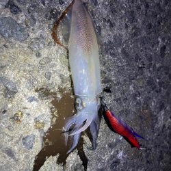 なんとか良型釣れました