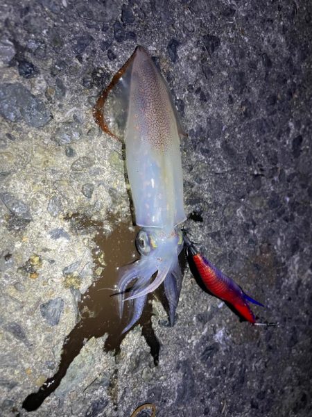 なんとか良型釣れました