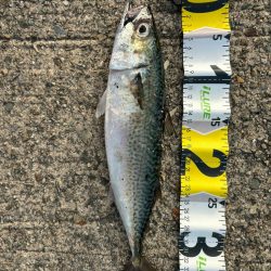 ジグサビキ　29