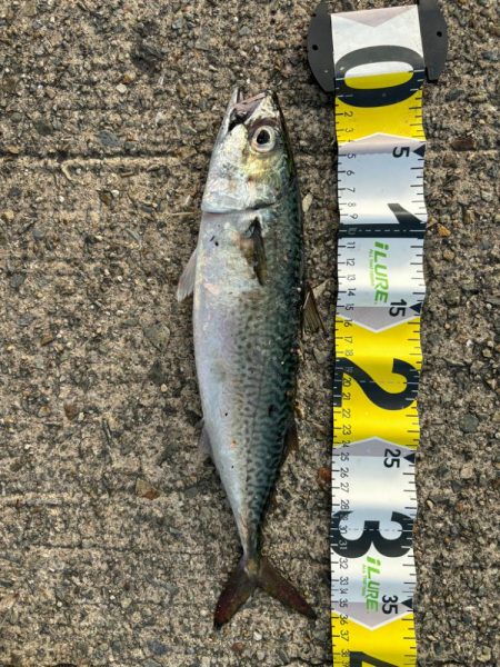 ジグサビキ　29