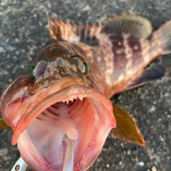 【タコフィネス】アコウ2 + ベッコウゾイ1 + ガシラ複数 + タコ2