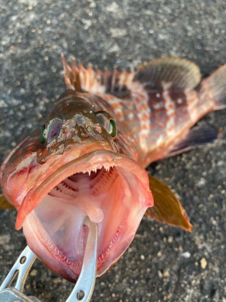 【タコフィネス】アコウ2 + ベッコウゾイ1 + ガシラ複数 + タコ2