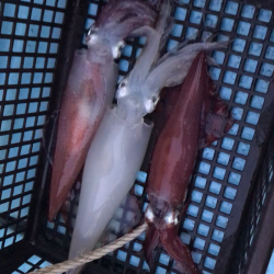 ぼちぼちイカメタル