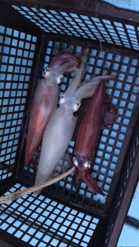 ぼちぼちイカメタル