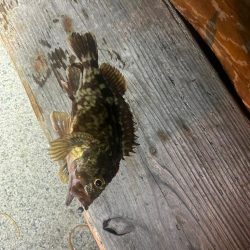 ガシラ時々タコ