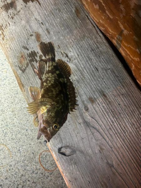 ガシラ時々タコ