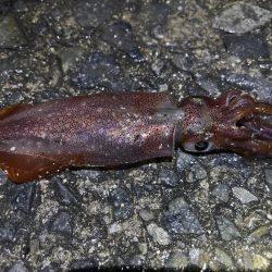 単発のあたりですが釣れました