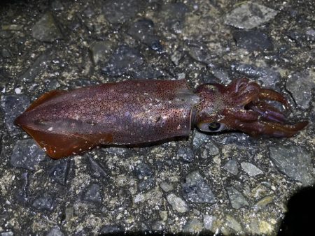 単発のあたりですが釣れました