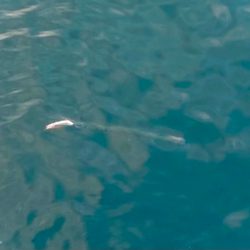 ダツとチヌのボイル祭りにゃ!