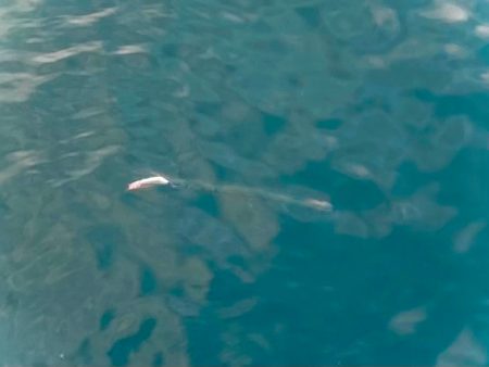 ダツとチヌのボイル祭りにゃ!