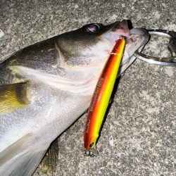 約半年ぶりのスピニングでの釣行もやっぱり楽しい!