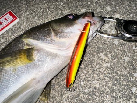 約半年ぶりのスピニングでの釣行もやっぱり楽しい!