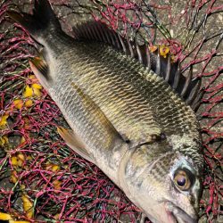 ヘチってきました