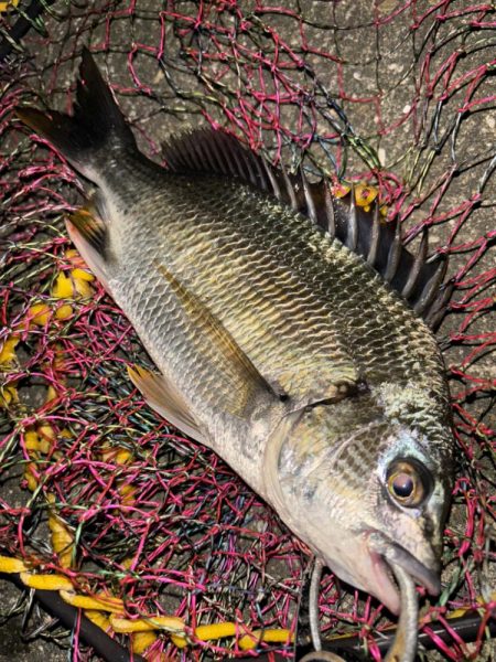 ヘチってきました