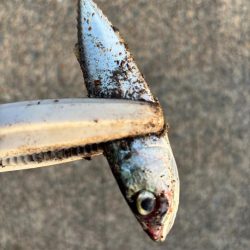 ジグサビキ　27